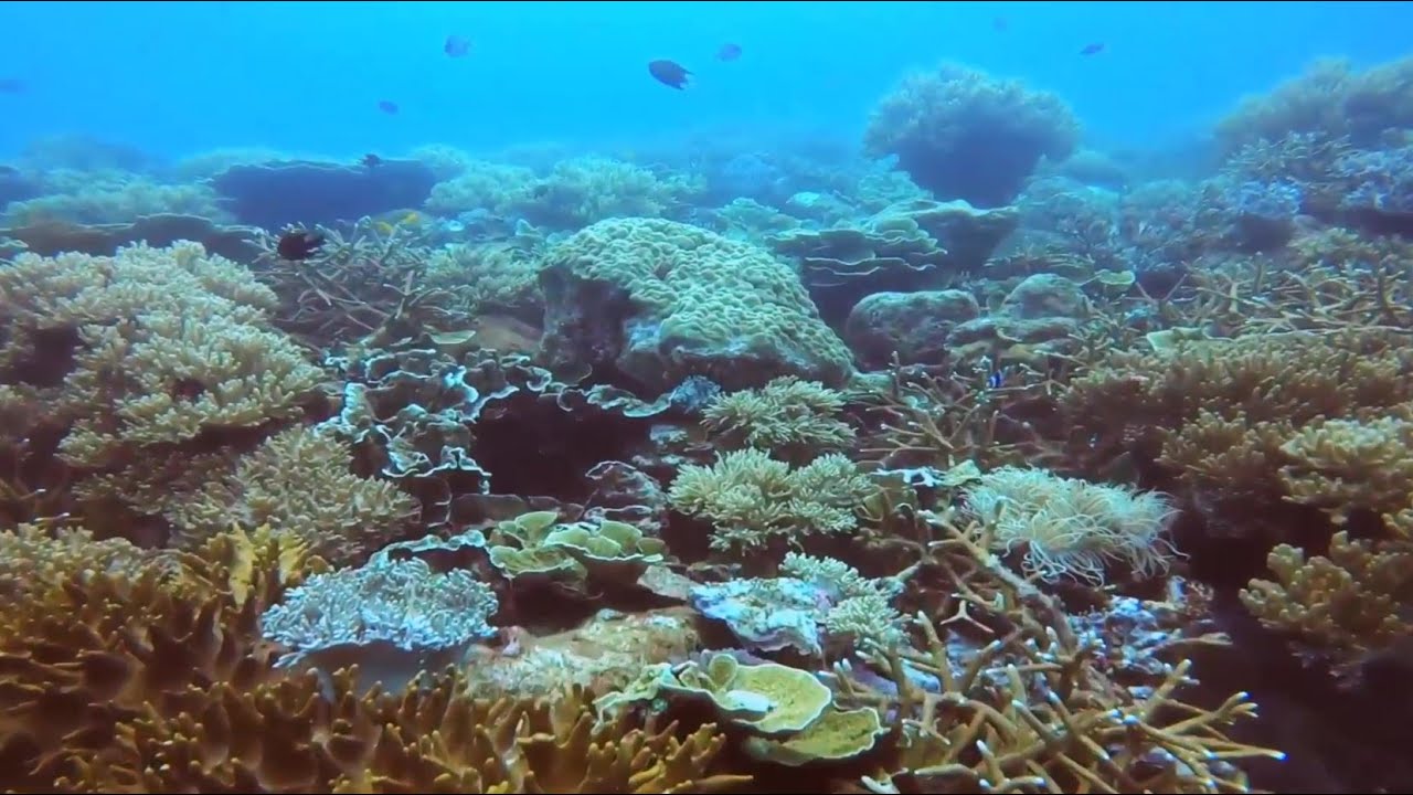 Marine Life in the Reefs of Malaysia