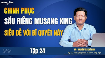 Giải pháp khắc phục trái sầu riêng Musang King bị sượng nước | Sầu riêng thực chiến: Tập 24