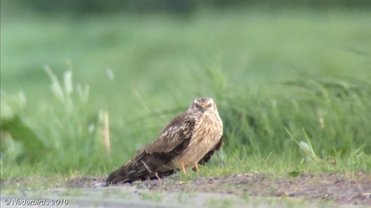 Grauwe Kiekendief / Montagu's Harrier / Circus pygargus @ Finsterwolde