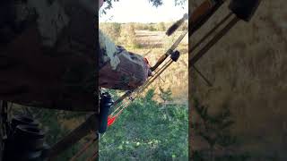 First Deer With A Long Bow