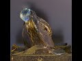Controlled Honey Simulation in Blender with FLIP Fluids