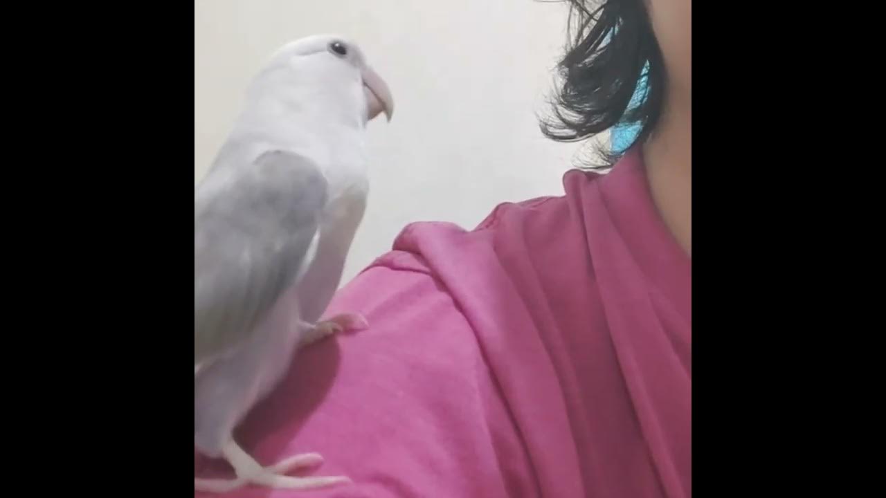Do lovebird very territorial and often bite their owner? YouTube