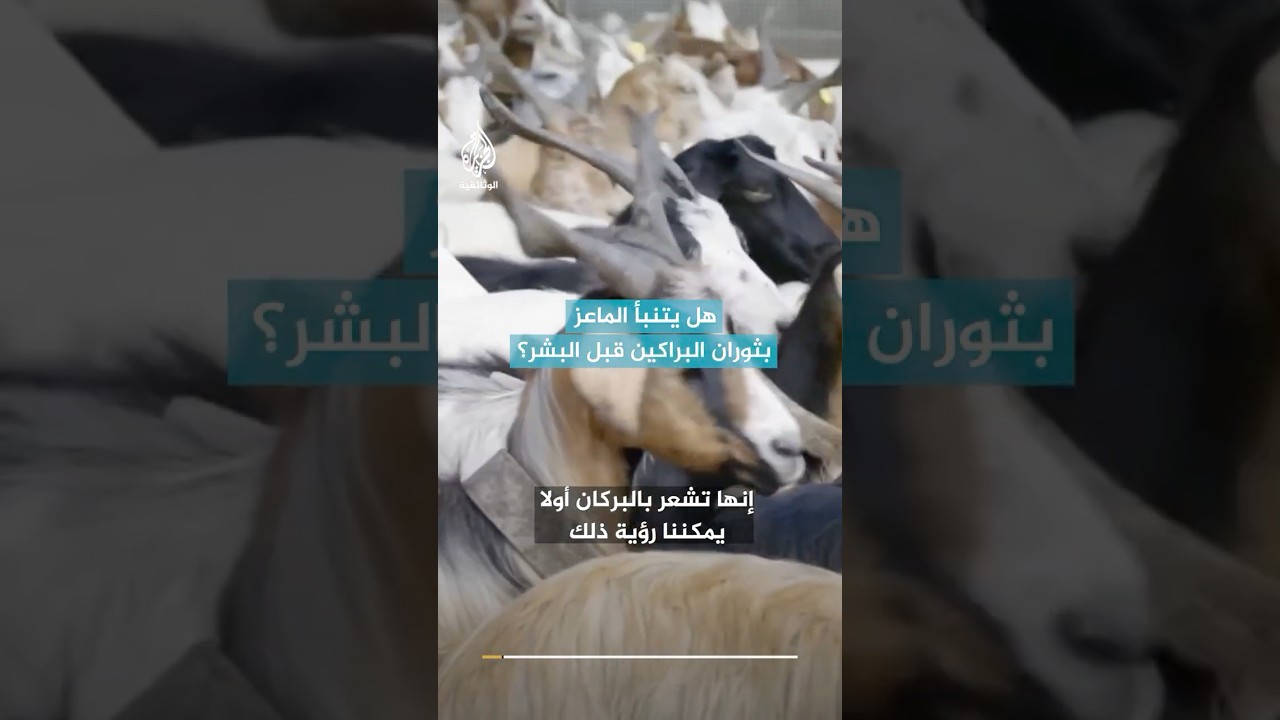 كيف تتنبأ الماعز بثوران البراكين قبل البشر؟
