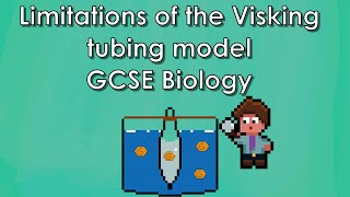 The Limitations of the Visking Tubing Mode of the Small Intestine - WJEC Biology  - (GCSE REVISION)