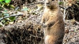 Gopher Killer Riverside CA Best   Pest Company
