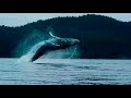 Fakta unik paus biru