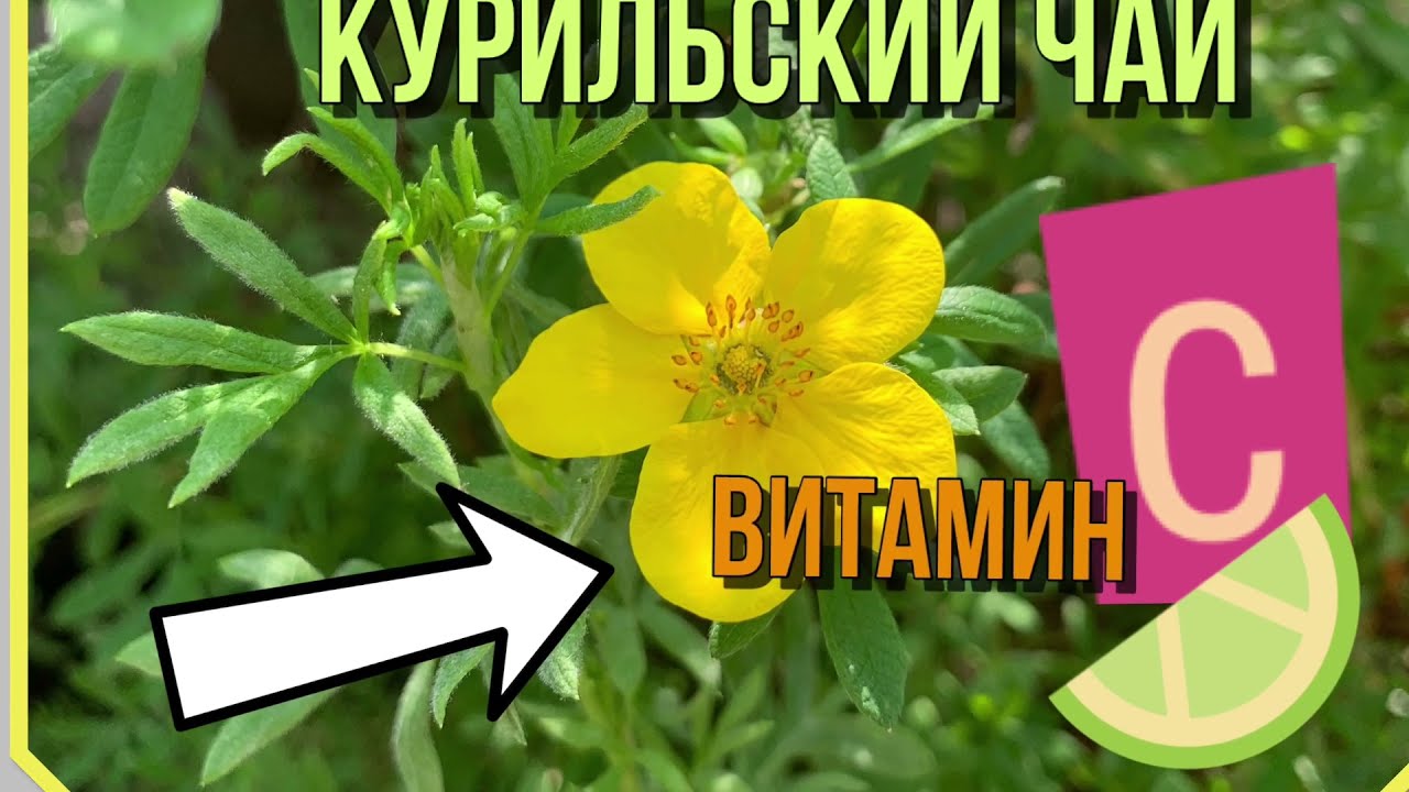 Растение ЛАПЧАТКА или Курильский чай. Лучше, чем лимон 🍋 ❗️ОПИСАНИЕ и УХОД.