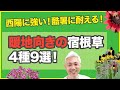西陽に強い！酷暑に耐える！暖地向きの宿根草4種9選