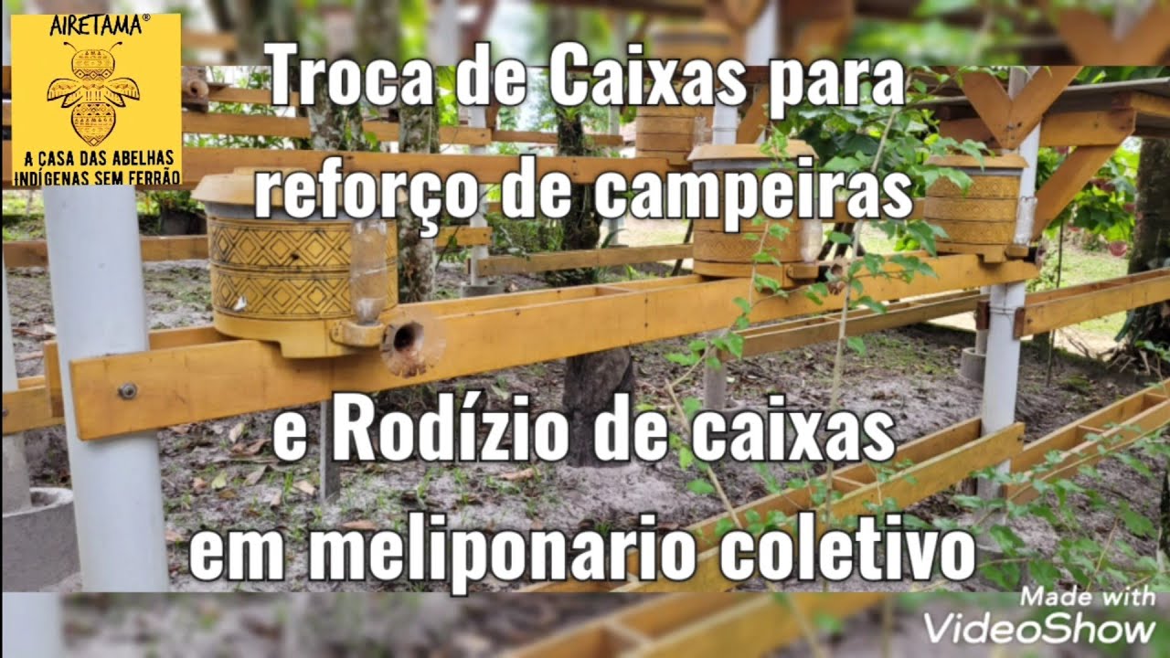 Troca de caixas de ASF para pegar Campeiras e Rodízio de caixas em meliponario Coletivo