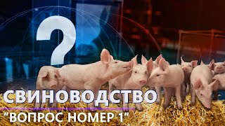 Свиноводство в Беларуси | Проблемы отрасли | Производство свинины. Вопрос номер один