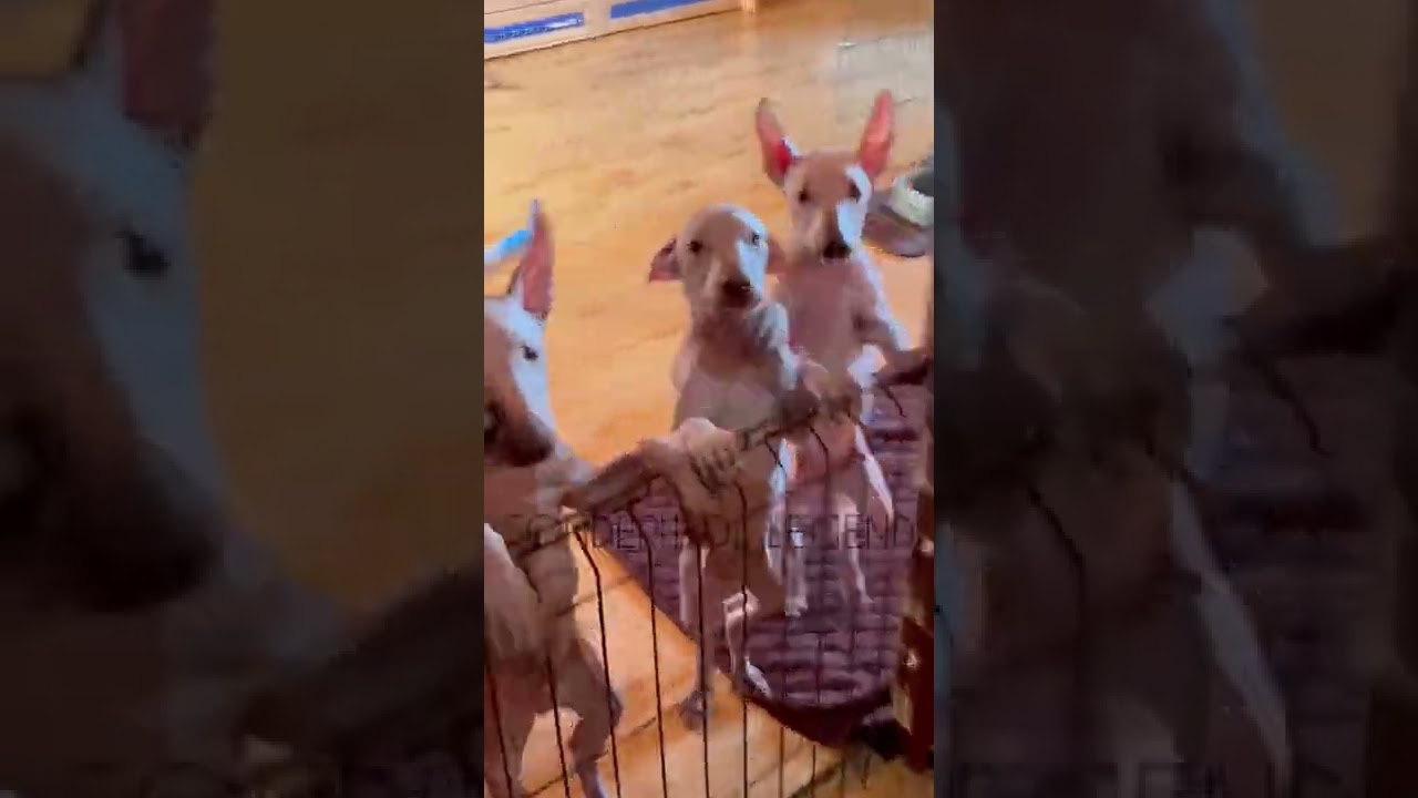 HAPPY PERUVIAN PUPPIES