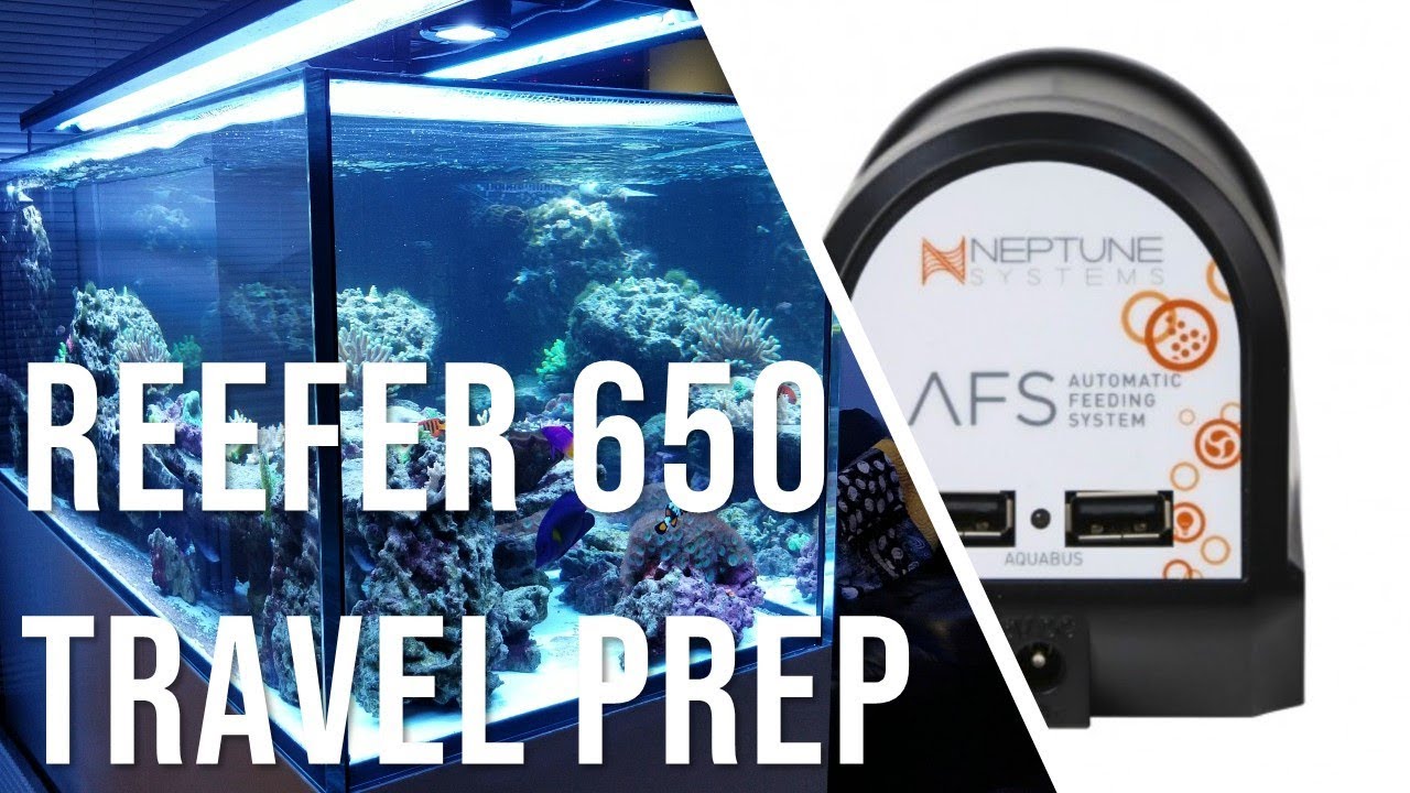 Reefer 650 First Tank Mods And Tank Organization By Puff Daddy Reef