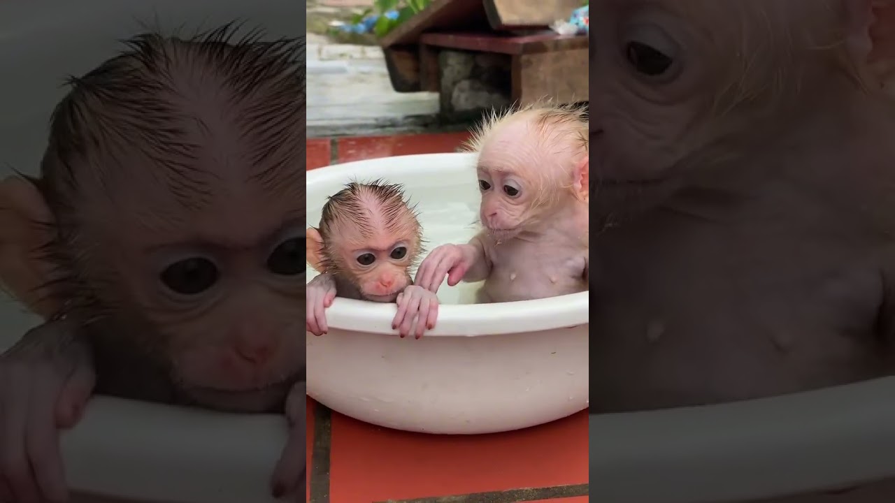 Wow baby do cute monkey