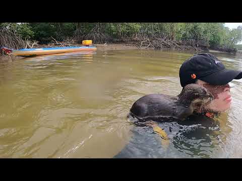 Video Đừng bắt chước Tiun nuôi rái cá làm thú cưng sẽ khiến... - youtube