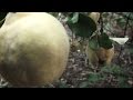 Membrillo Fruta / Membrillero / Ãrbol membrillo - Arboles frutales