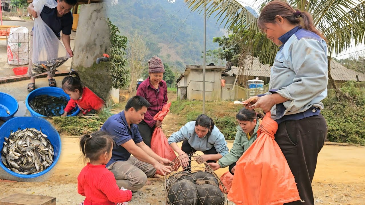 FULL VIDEO:Bring the piglets to the market sell-Stocking fish into pond-Harvest-Vegetable, Fruit