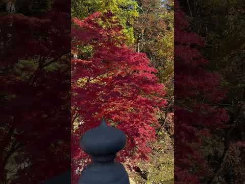 秋だしまた紅葉を見に行ってきた#shorts