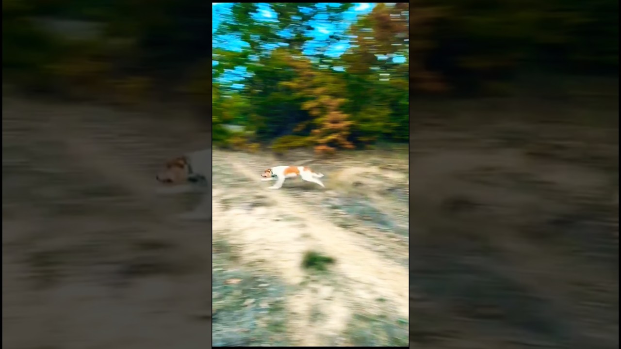 training a pointer hunting dog, barking dog #italianbrainrot #barkingdog #huntingdog #puppy #shorts
