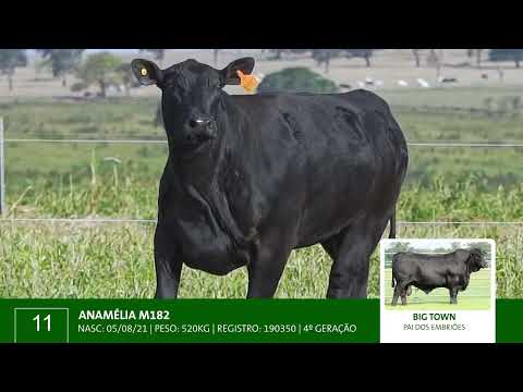 LOTE 11 B ANAMELIA M182