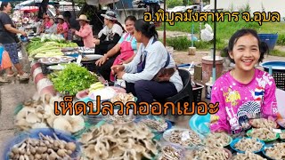 เห็ดปลวกข้าวดอออกเยอะมาก!! บรรยากาศตลาดแลง อ.พิบูลมังสาหาร จ.อุบล แม่ค้าแม่ขายพร้อมให้บริการคือเก่า