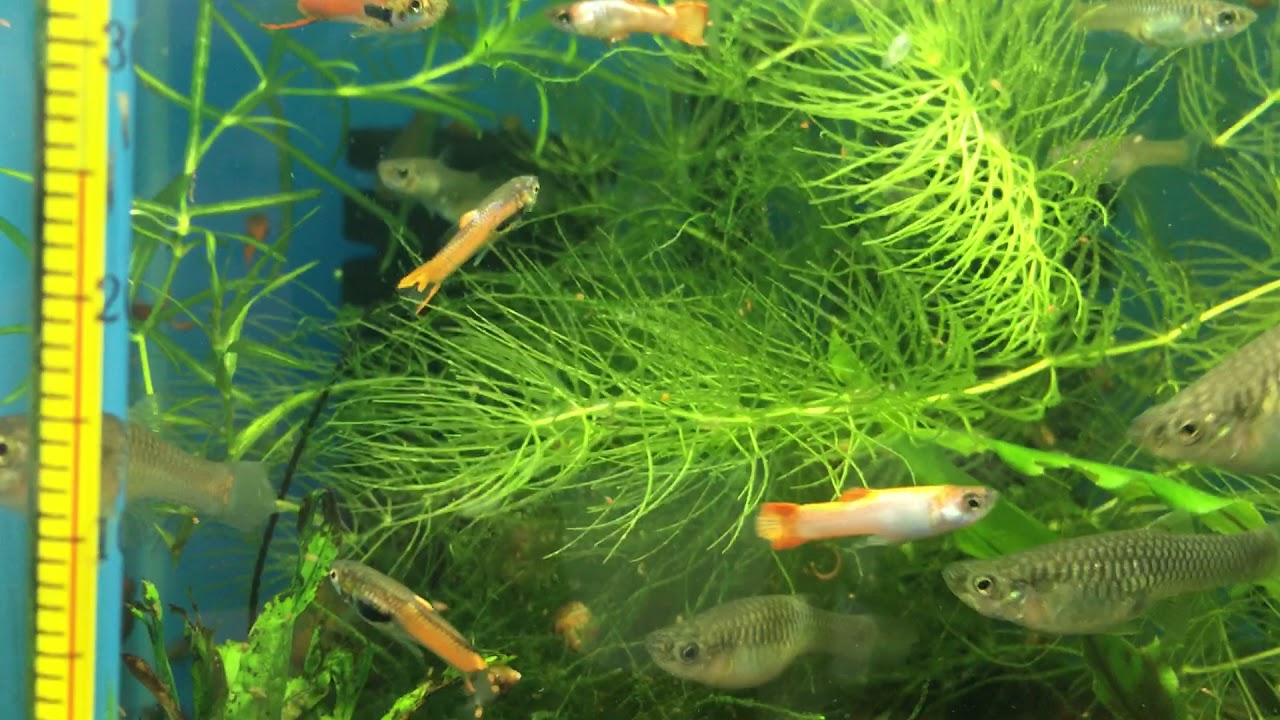 Гуппи Эндлера Рэд Скарлет ( Guppy Endler Red Scarlett )