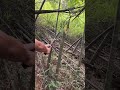 Cutting bamboo tree