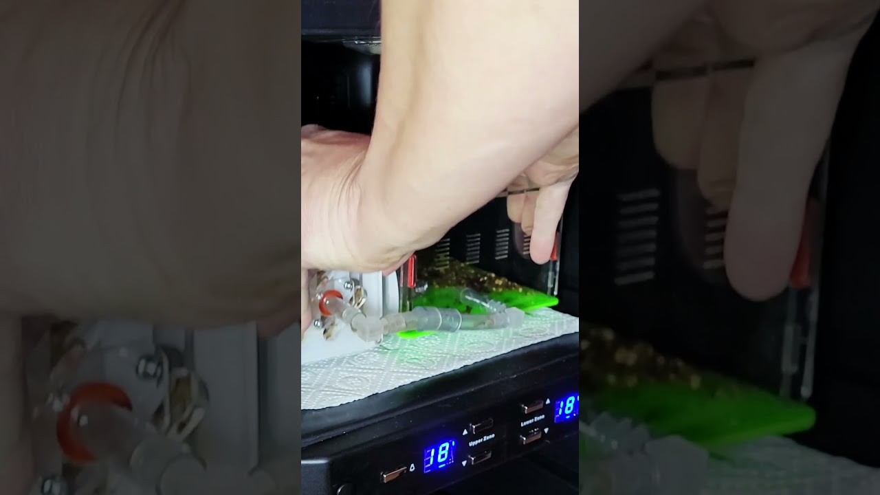 Mes fourmis au frigo pendant 3 mois (diapause) !