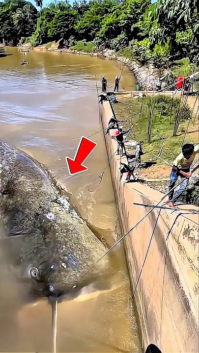 HEBOH‼️Warga ramai-ramai kepung ikan monster di sungai. #fish #bigfish #shorts