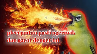 pancingan pleci agar ngeriwik - pleci jantan pasti ngeriwik denger ini
