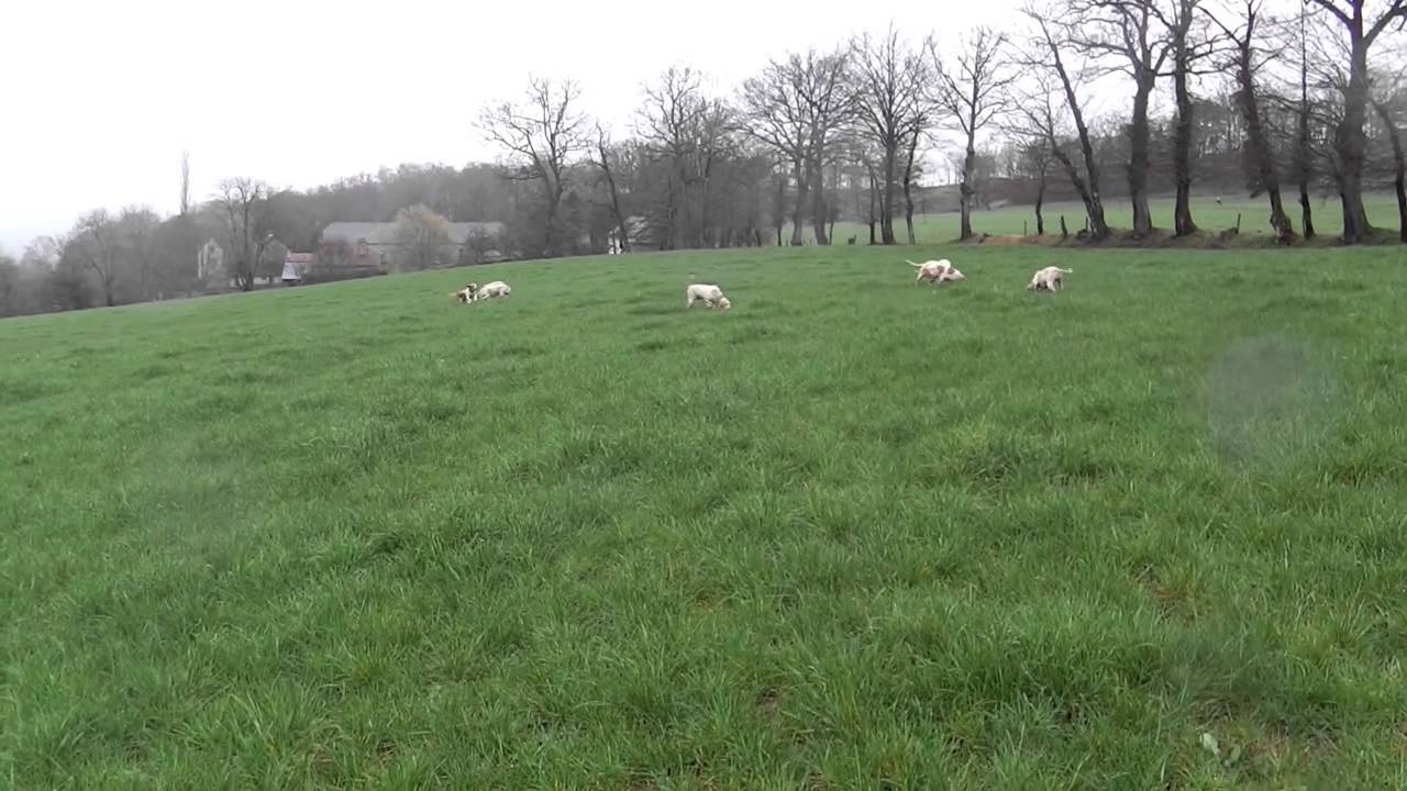 concour lièvre crandelles(présentation de la meute et rapproché)