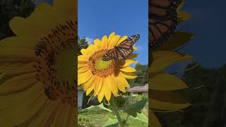 Three Bees and a Butterfly Found My Sunflower 🌻
