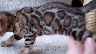Marlene's BOY 5 Weeks Old by TecSpot 214 views 6 years ago 1 minute, 1 second