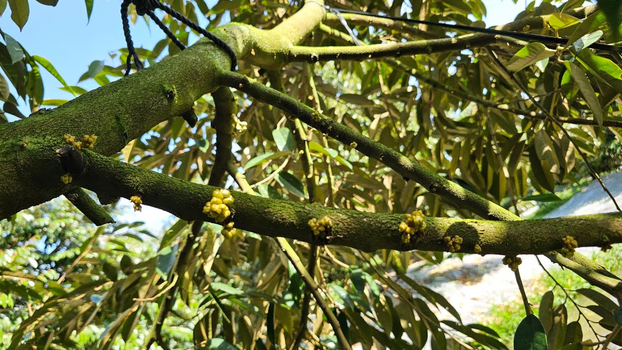 Dở Mủ Tiết Bông Tháng 10 Rất Mạnh