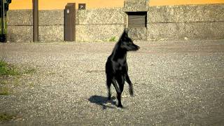 Agnes On The Run Australian Kelpie