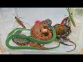 Catch beautiful iguana,lizard,snake,mantis,spider,beautiful birds,beautiful lizard,endangred lizard