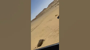 صيد ابو صفير البرية الصيد الطبيعة 