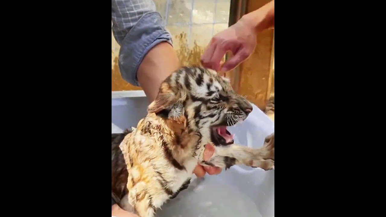 The tiger cubs are bathing.
