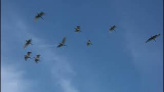 INDAH  MELIHAT  BURUNG BURUNG  TERBANG  DI  UDARA  DENGAN  PEMANDANGAN  LANGIT  BIRU  SLOW  VIDEO