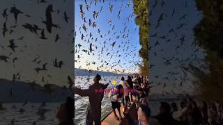 Wonderful natural beauty#viral #nature #youtubshort #foru