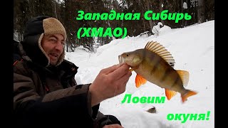 Западная Сибирь. Ловим окуня на Похре #Похра #ХМАО