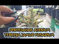 How to Prevent Desert Rose Adenium from Being Affected by Fusarium Fungus