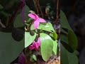 flower#nature#trending
