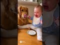 クッキー食べられた🍪 #赤ちゃん #犬 #baby #dog #cute #pets