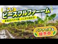 雨が育てる新しいバナナ畑!ピースフルファーム始動|バナナの苗も各種類販売中