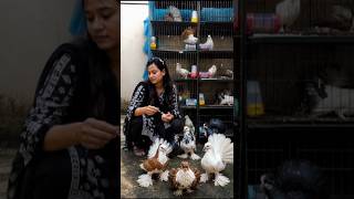 ডিম ভেঙ্গে বাচ্চা🐣দেখার জায়গায় কি দেখলাম🥹 #pigeon #farmlife #kabutar #pets #kabootar #shorts