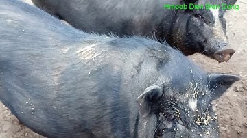 Hmoob Lub Neej Pub Npua Thaum Sawv Ntxov