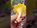 Maskara Mushroom#tripping #nature #cooking #camping #shortsfeed #shorts #trending #trendingshorts #