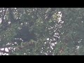 Pigeon sitting in Nest in Tree cooing - Taube brütend und gurrend in Nest - Birds singing -