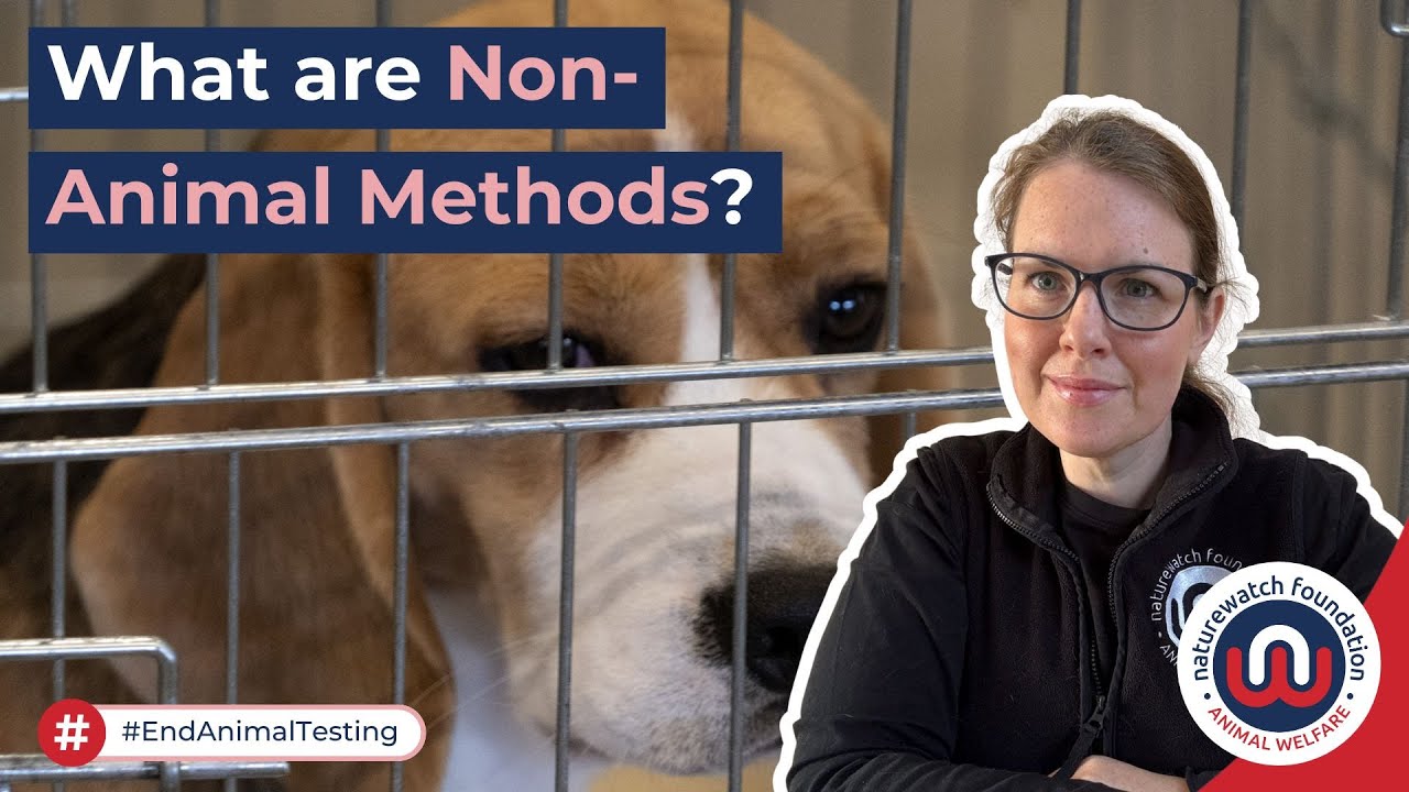 What are Non-Animal Methods?