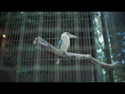 スナップ動画_Snapvideo「ワライカワセミの微笑み」